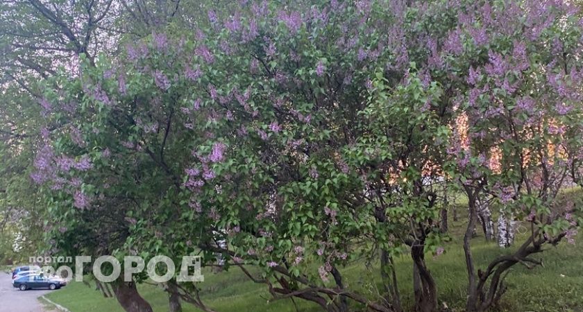 В Пензенской области из-за заморозков с 7 по 10 мая объявлен оранжевый уровень опасности 