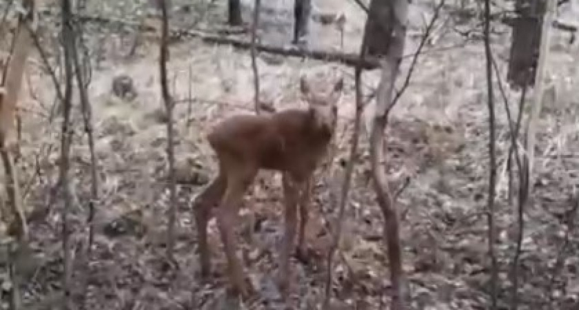 Пензенцам запретили фотографировать детенышей диких зверей