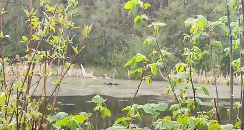 Пензенцам показали, как живут цапли на Сурском водохранилище