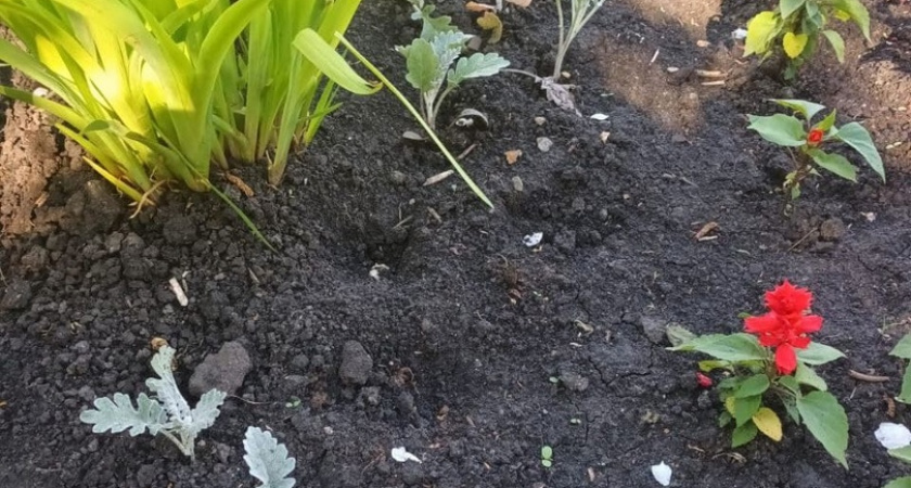 В Пензе неизвестные украли рассаду с уличных клумб 