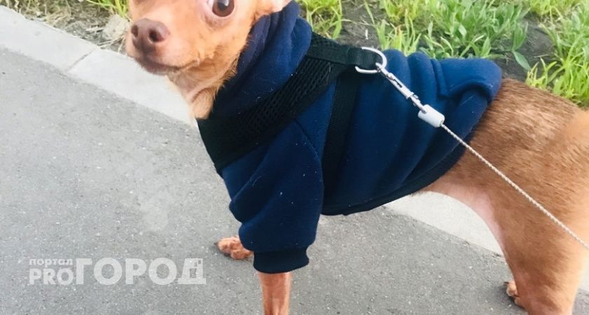 Пензенцев могут начать штрафовать на 16 тысяч рублей за самовыгул собак 