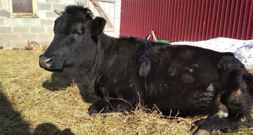 В Каменском районе объявлен 60-дневный карантин из-за вспышки бруцеллеза