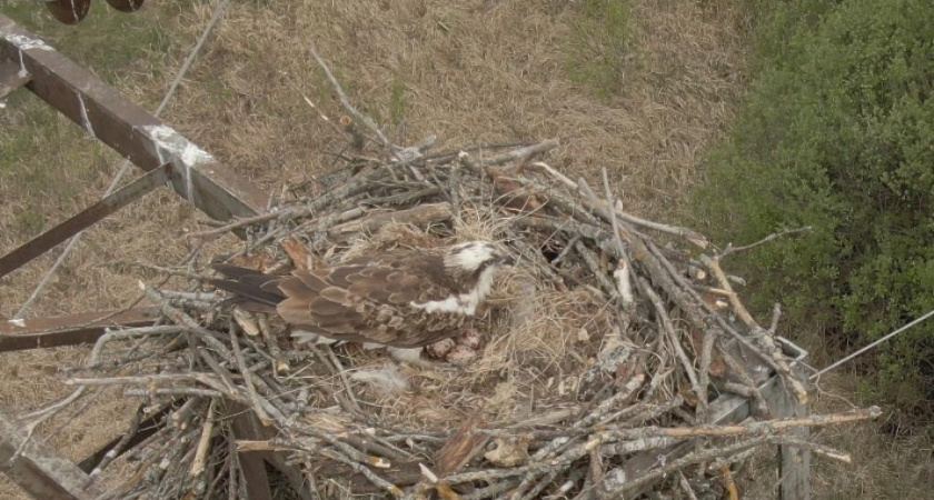 Под Пензой птица, занесенная в Красную книгу, свила гнездо и снесла три яйца
