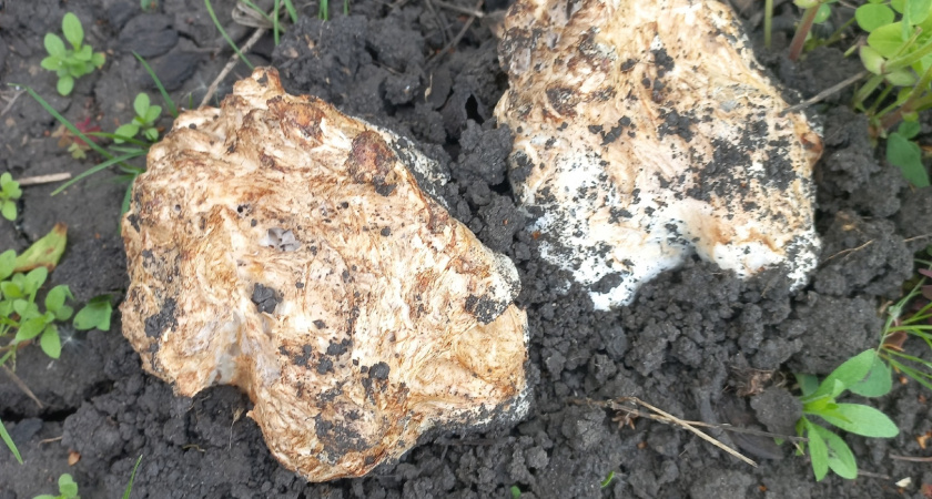 Пензенец нашел на даче гриб трюфель