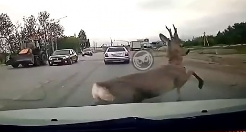 В Пензенской области косуля бросилась под колеса авто