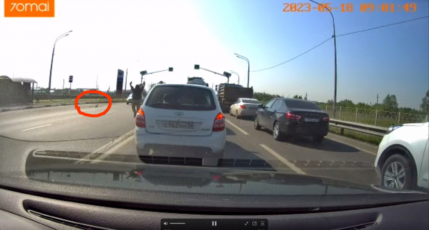 В Пензе на улице 40 лет Октября автомобилист помог утке с птенцами перейти дорогу