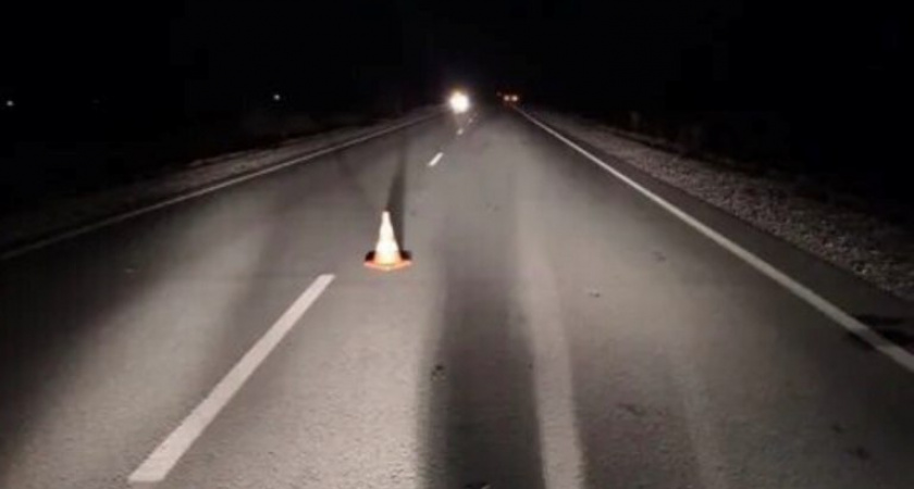 В Пензенской области за неделю насмерть сбили четырех лосей