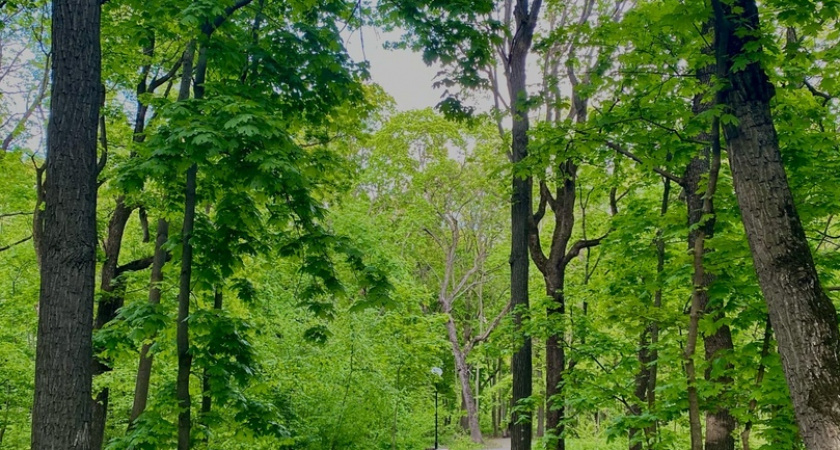 Пензенцам рассказали, почему на Юбилейной площади больше не посадят деревья 