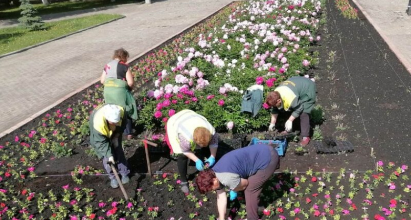 В Пензе этим летом в клумбы высадят 250 тысяч однолетних растений