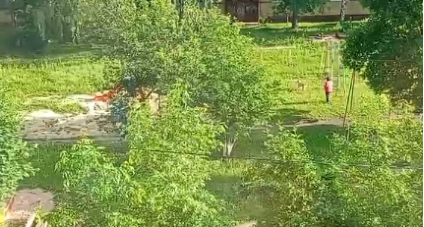 В Арбеково стая бездомных собак напала на женщину с питомцем