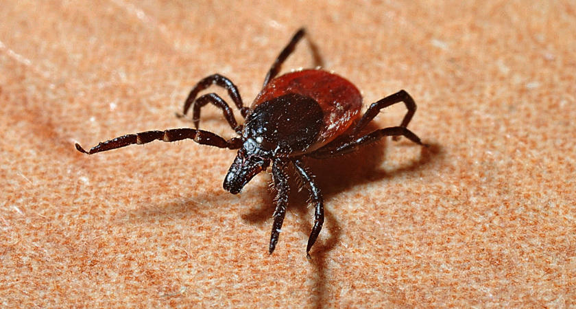 211 детей в Пензенской области были укушены клещами 
