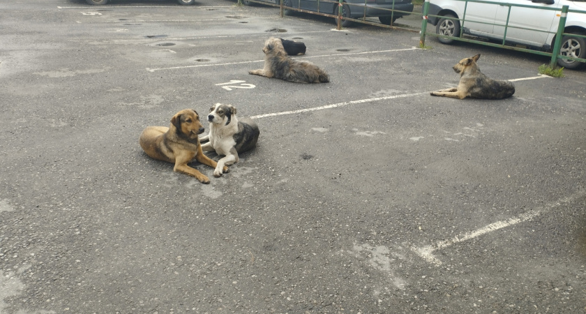 Жители Пензы пожаловались на бездомных собак "захвативших" город