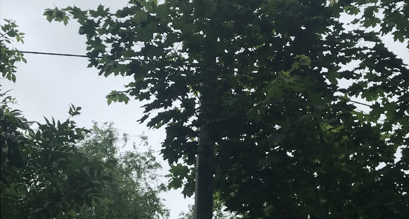 Пензенцы просят срочно срубить крону деревьев на улице Славы во избежание ЧП