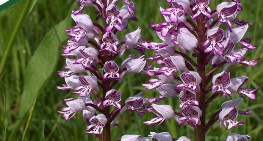 Пензенские биологи нашли редкую дикую орхидею, которую запрещено срывать 