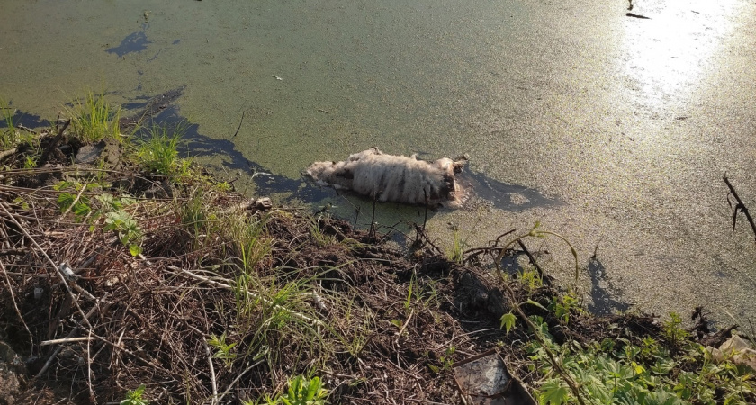 Пензенцы нашли в реке плавающий труп крупного неизвестного животного