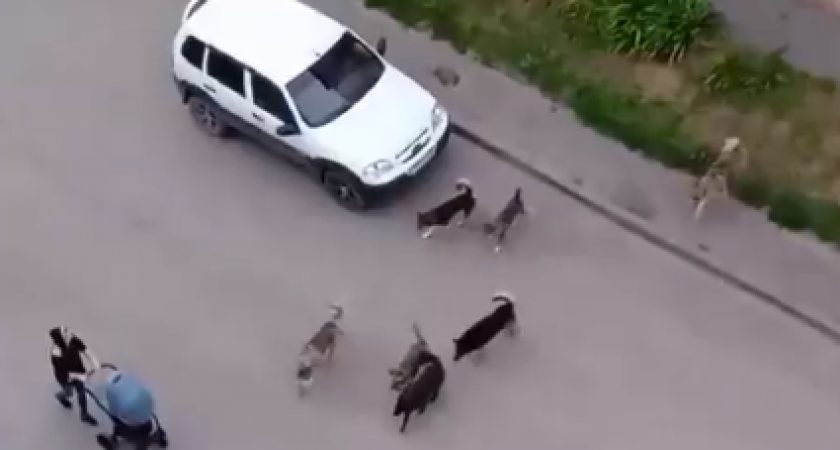 Пензенцам рассказали, куда обратиться из-за стаи диких собак на Чапаева