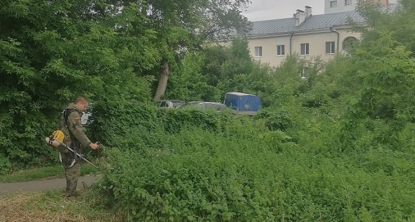 В Пензе на улице Свердлова уничтожили смертельно опасное растение