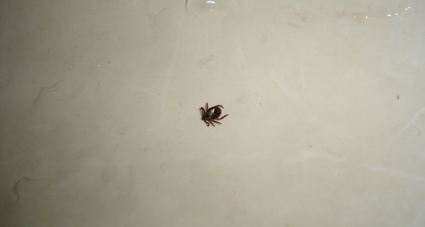 264 ребенка пострадали от укусов клещей в Пензенской области с начала сезона