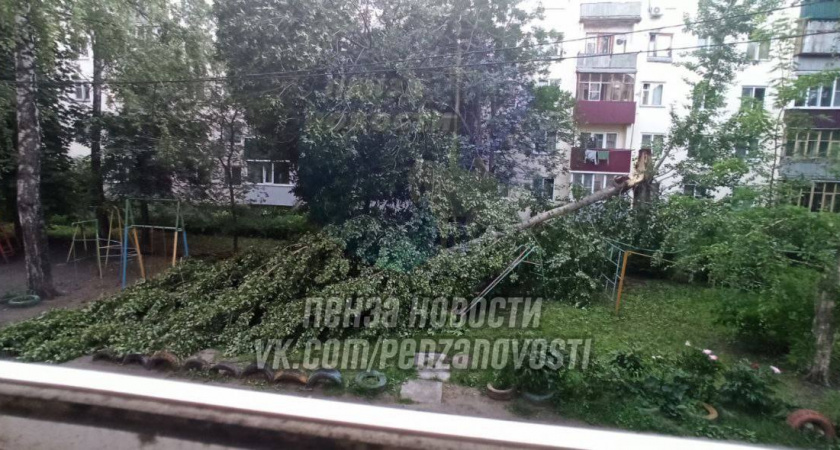 На пензенцев с детьми упало дерево около дома № 17 на улице Островского