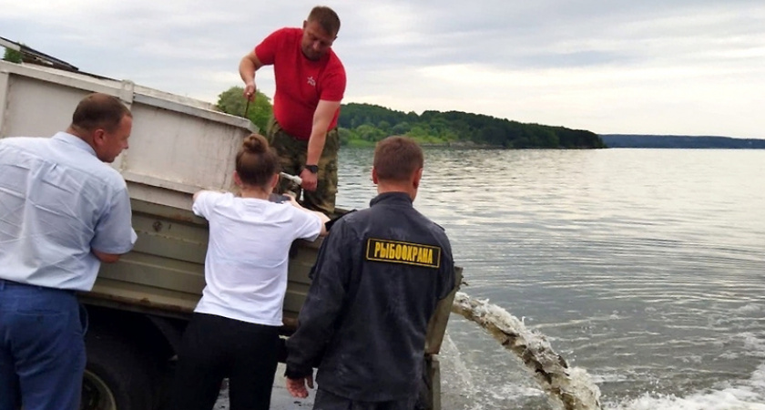 6,5 тыс. штук молоди толстолобика выпустили в Сурское водохранилище