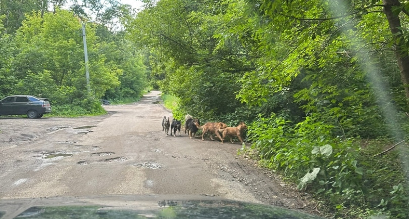 В Пензе увеличат в 2,5 раза субвенции на отлов и содержание бездомных животных