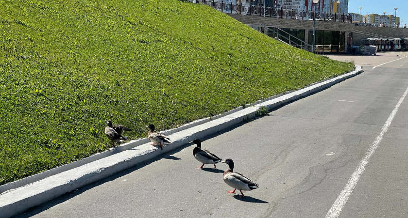 30 июня в Пензенской области прогнозируется желтый уровень погодной опасности