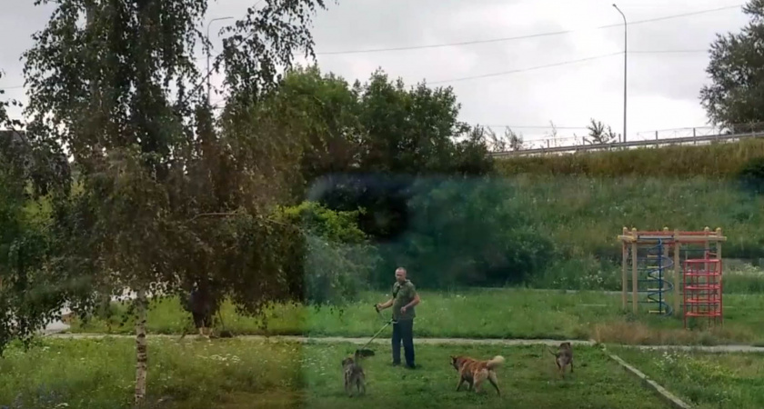 Пензенцы живут в вечном страхе из-за огромных свор бродячих псов