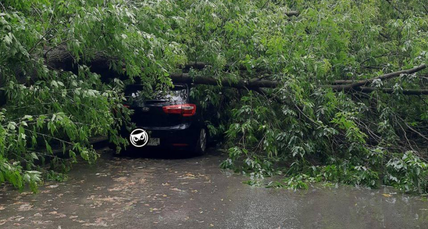 В Пензе на улице Кулибина на автомобиль рухнуло дерево