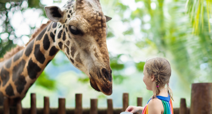 В пензенском зоопарке приготовили вольер для жирафа и уже составили для него меню 