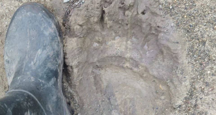 На Алексеевских кладбищах в Никольском районе обнаружили следы медведя 