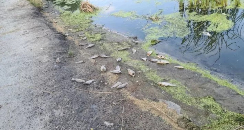 В Пензе на ручье Безымынном массово гибнет рыба 