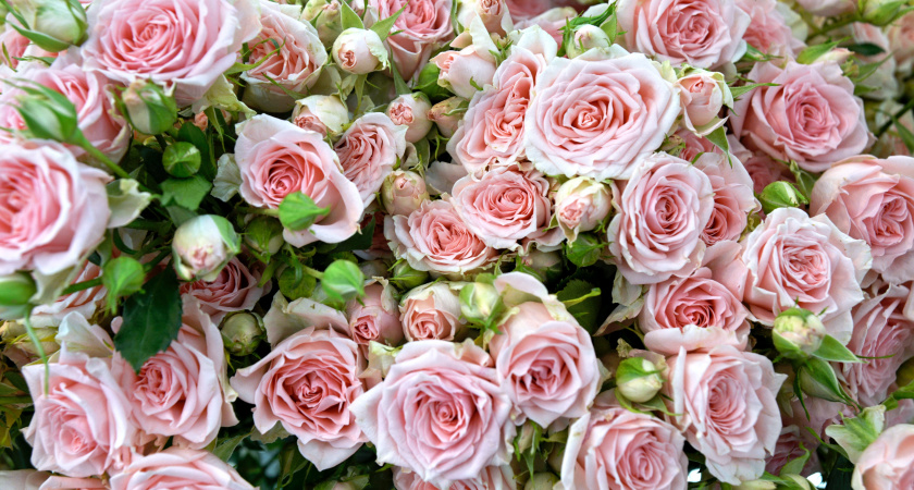 Всего 1 капля, и роза зацветет с новой силой: бутонов будет тьма