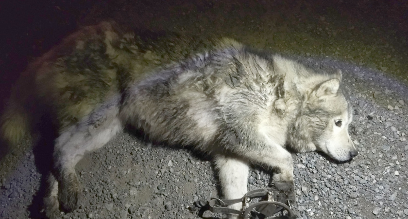 На Карпинского в Пензе нашли собаку, которая попала в капкан 