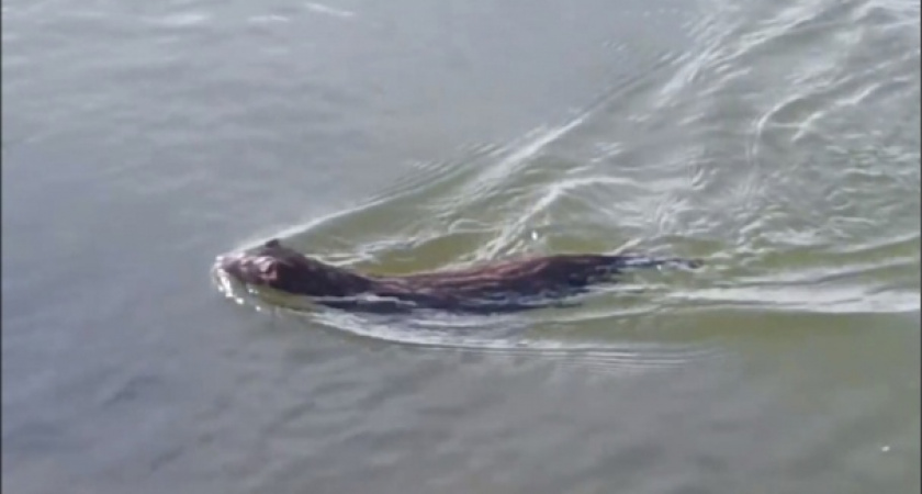 В Пензенской области улов рыбака подвергся нападению водоплавающих животных