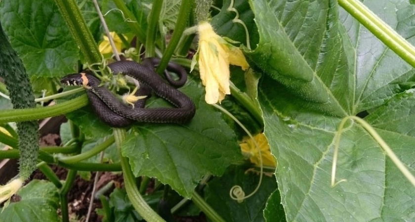 Специалист-токсиколог рассказал пензенцам алгоритм действий при укусе змеи 