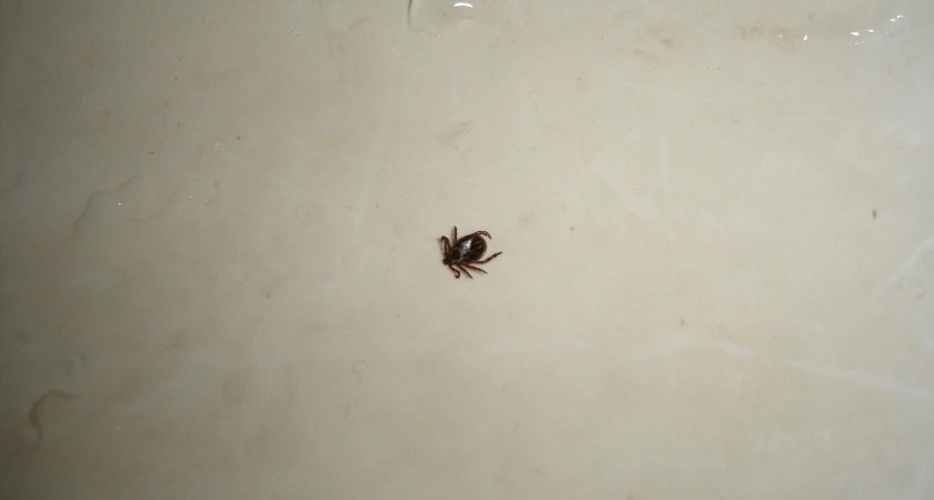 1193 человека пострадали от нападения клещей в Пензенской области