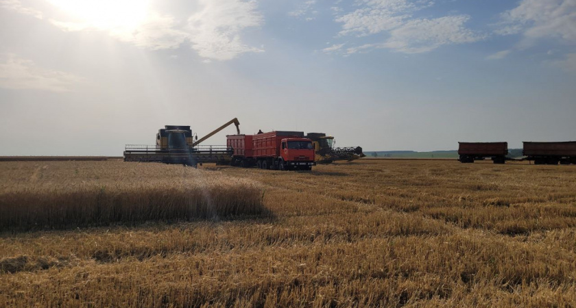 В Пензенской области начали убирать пшеницу, капусту и картофель