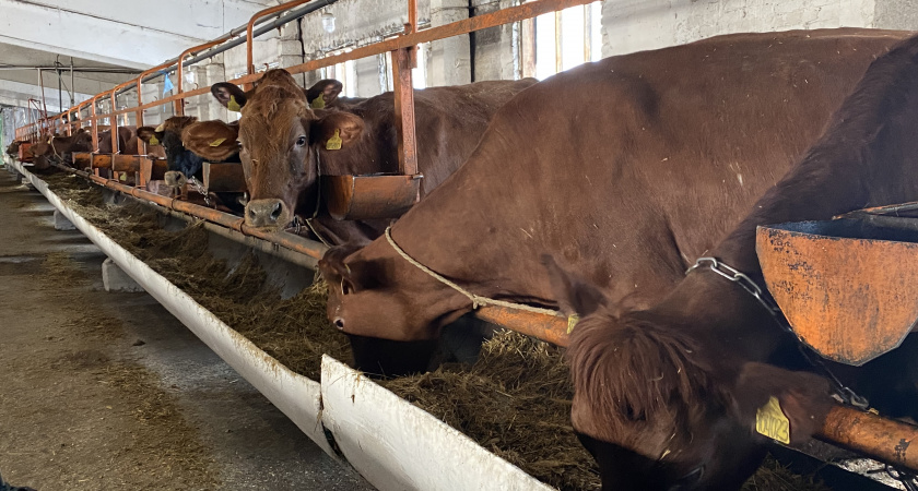 По производству скота и птицы на убой Пензенская область заняла первое место в ПФО