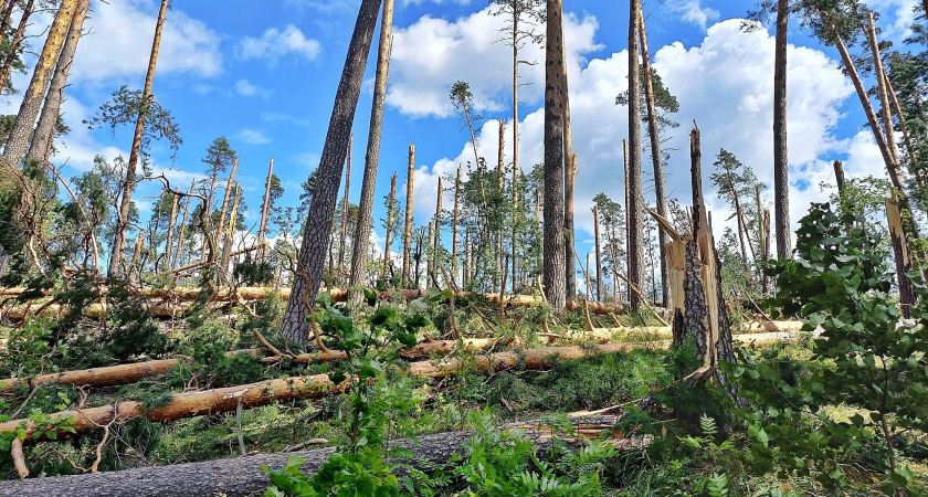 Появилось фото последствий урагана в никольском лесу