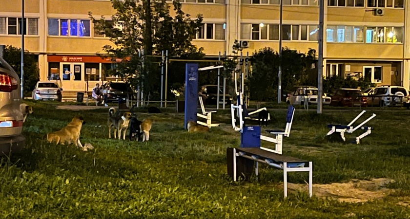 Стая из десяти агрессивных собак носится по микрорайону Арбеково 