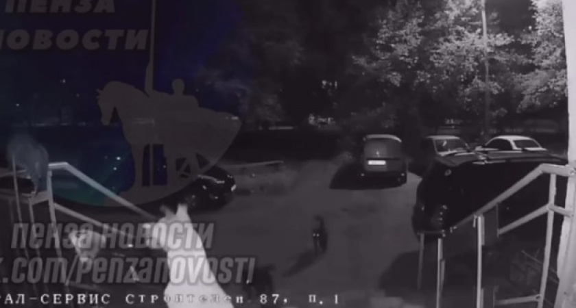 Жители проспекта Строителей боятся, что бродячие псы загрызут детей