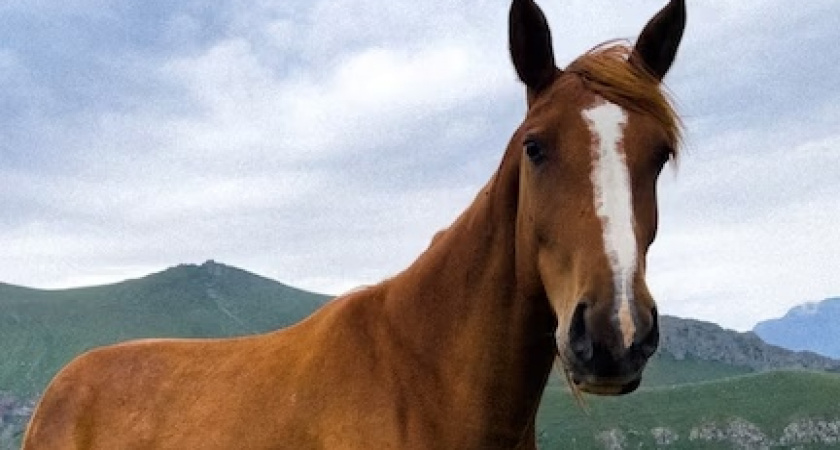 Пензенские полицейские рассказали, кто украл породистых жеребцов на убой из села Калинино