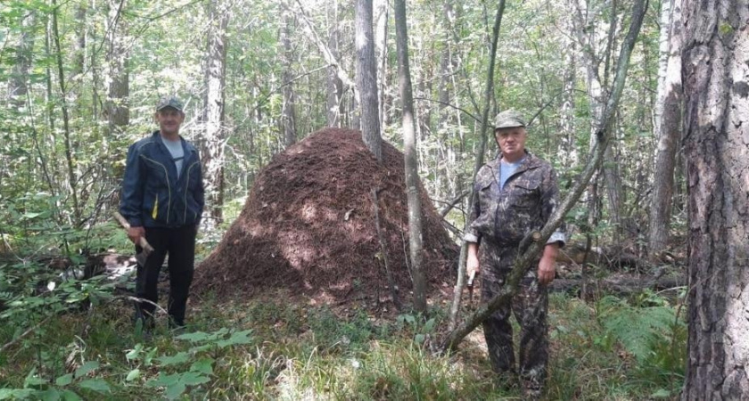 В Земетчинском районе лесники нашли муравейник-гигант