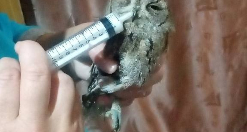 Пензенцы нашли маленького голодного совенка