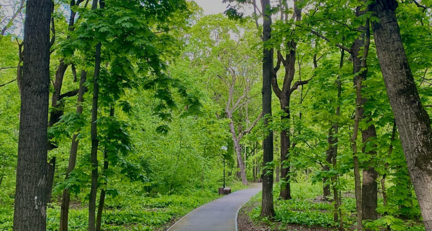 16 720 000 рублей потратят на озеленение Пензы кустарниками