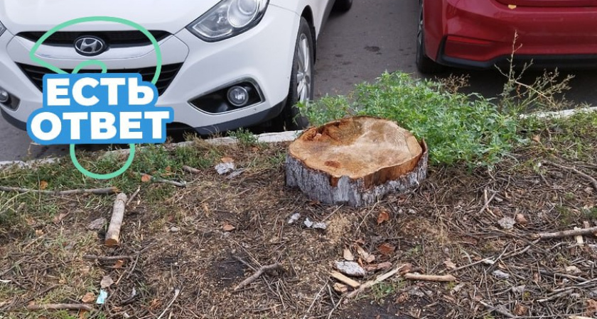 Пензенцы интересуются, почему были вырублены многолетние ели на улице Гагарина