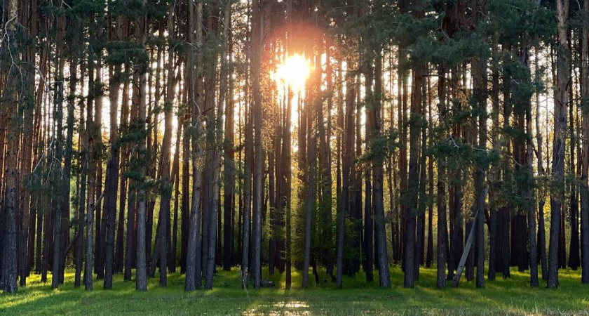 В Пензе попросили властей создать спортивную аллею на Шуисте в лесном массиве 