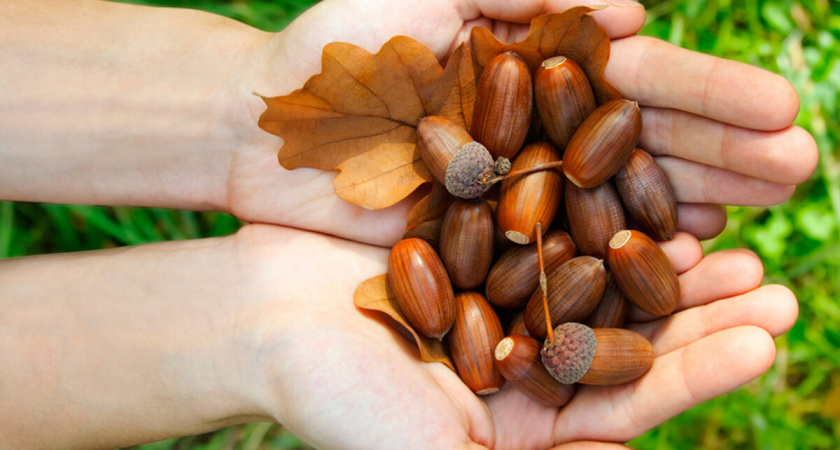 Минлесхоз Пензенской области приглашает жителей региона участвовать в сборе желудей
