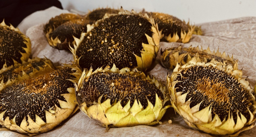 В Пензенской области собрали урожай подсолнечника