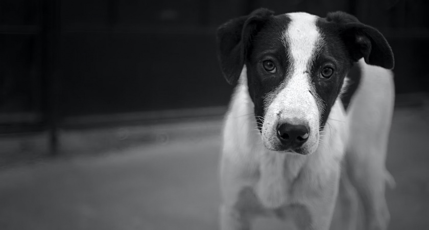 В Пензе спасли собаку, которая оказалась под бетонными плитами